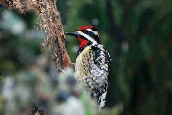 Yellow bellied sapsucker