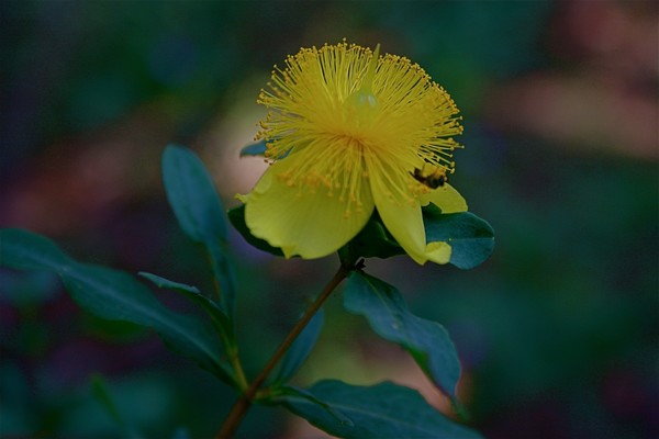 2nd look at same flower of Question