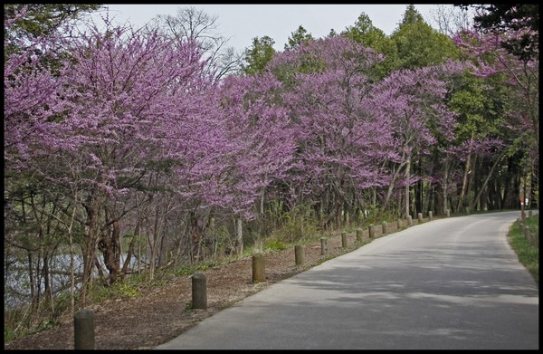 REDBUDS ALONG ROAD