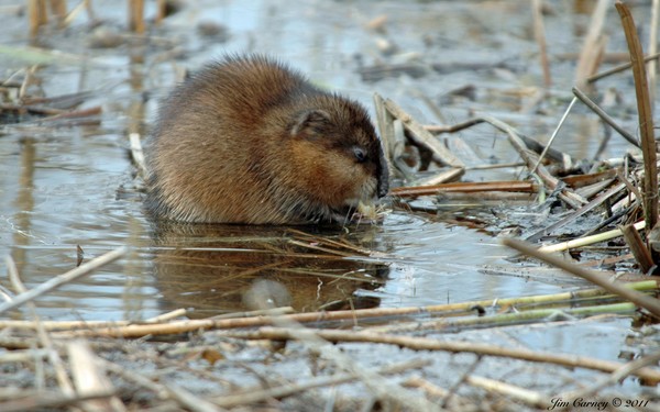 Muskrat