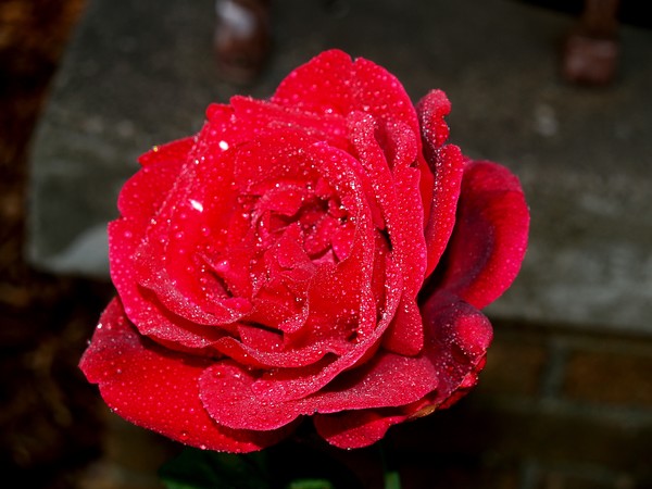 Wet Rose