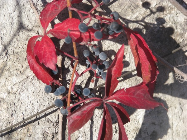 4SEASON/FALL