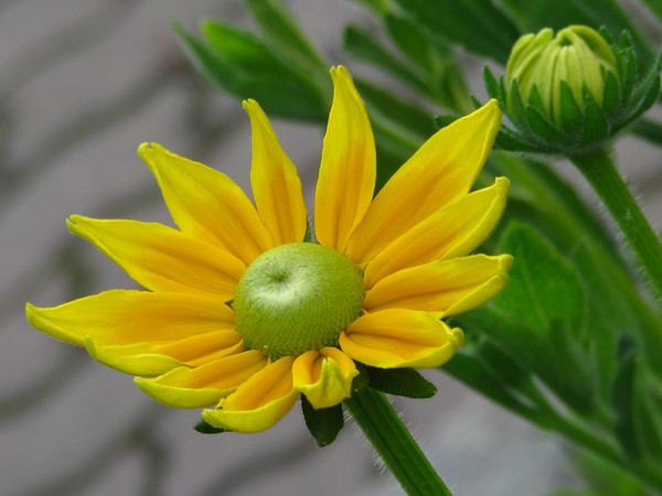 SOLSTICE SUN..OPENED