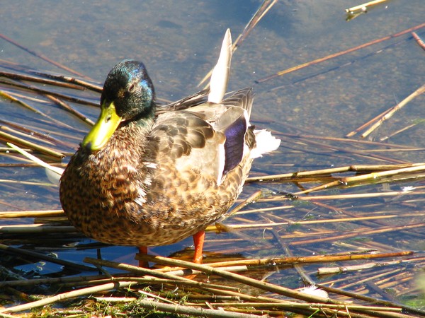 DUCKS IN THE SUMMER CITY