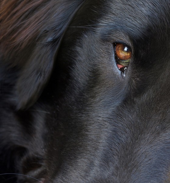 Puppy eyes