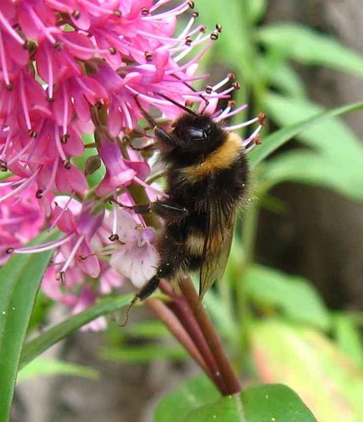 Busy Bee.