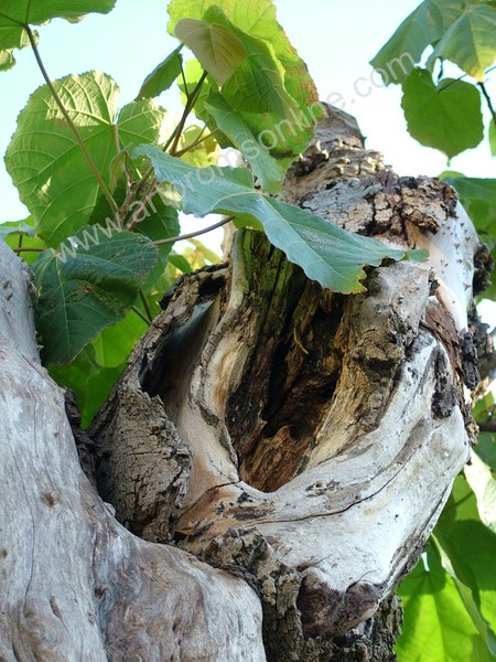Tree Knot - Knarled