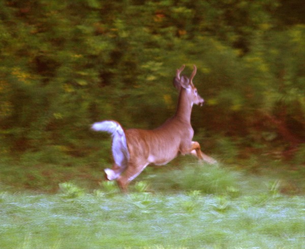 Leaping Deer