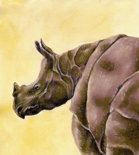 Indian Rhino