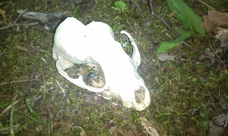 skull in woods