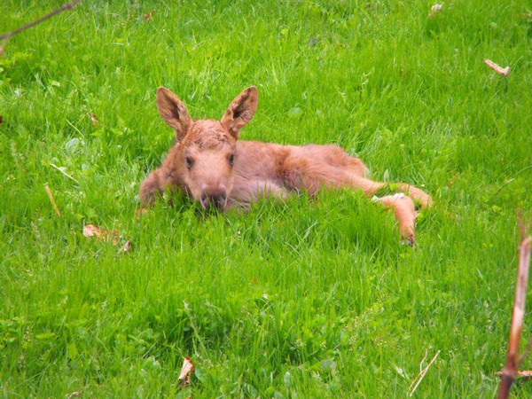 Baby Moose