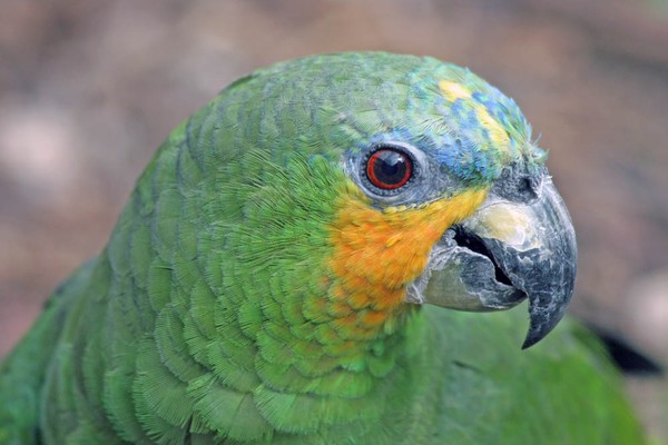 Amazon Portrait