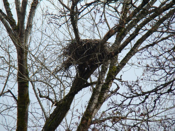 Eagle's Nest
