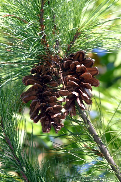 Pinecones