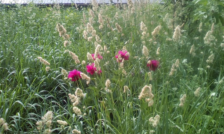 Peonies