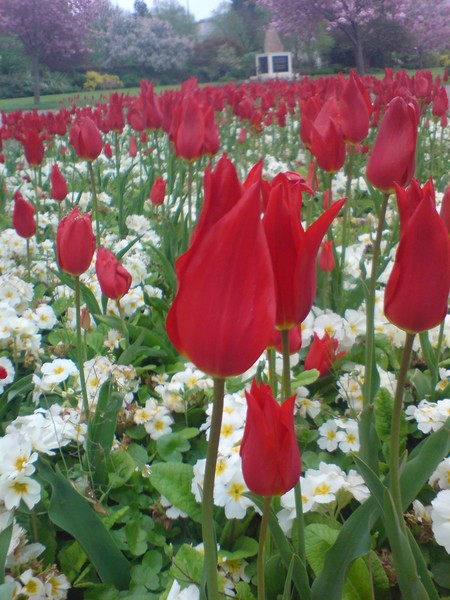Tulip Fields Forever