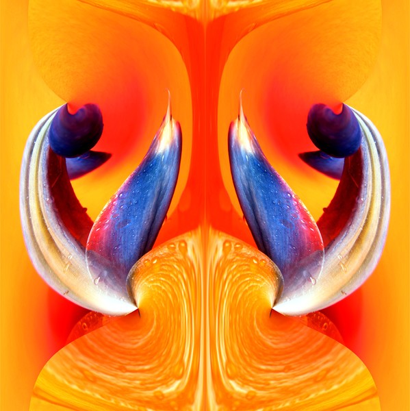 Orange manipulation