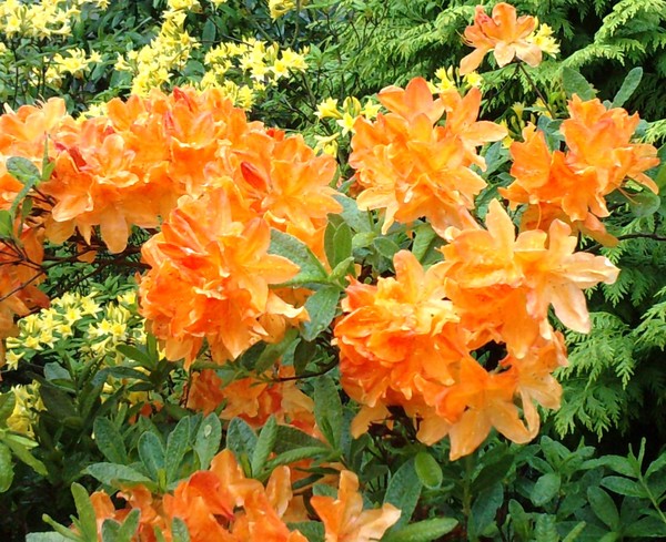 ORANGE FLOWERS
