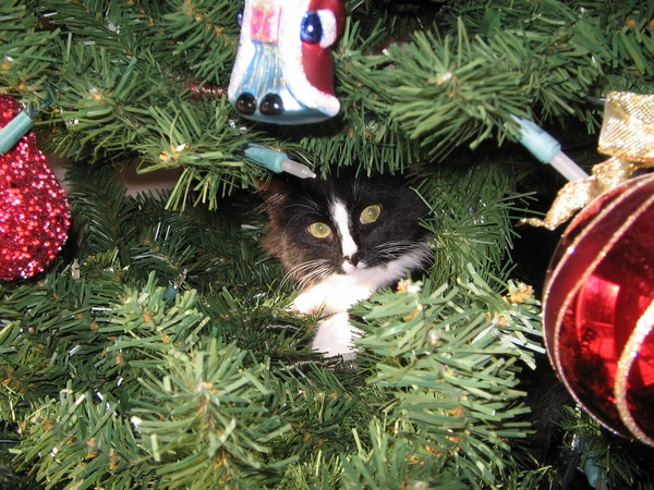 Christmas Tree ZZZZZ's