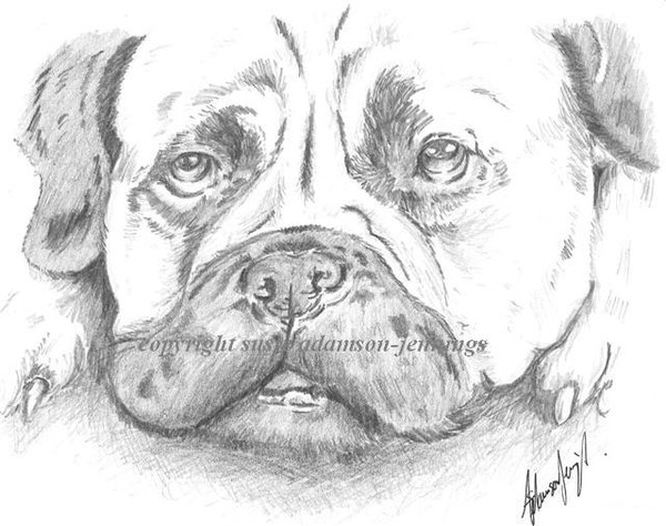 Bull Mastiff
