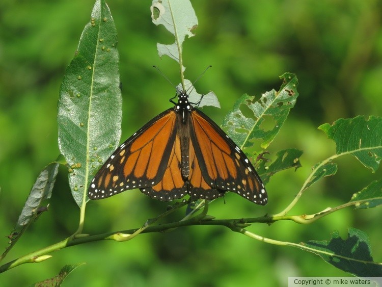 butterfly