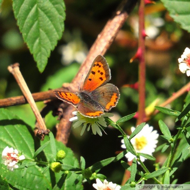 painted lady