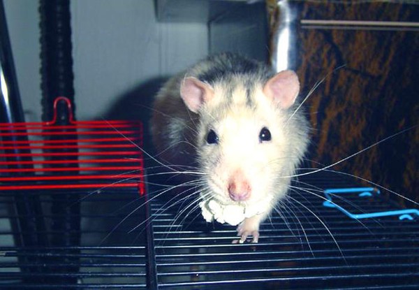 The cottage cheese hunter 