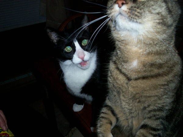 Tuxedo B talking