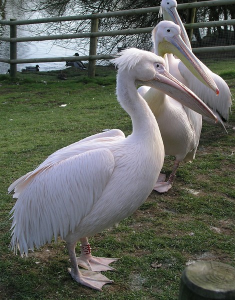pelicans