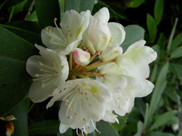 Mountain Laurel almost there!