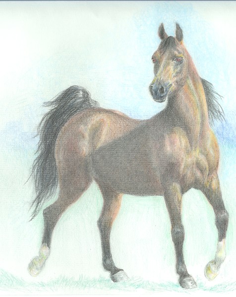 Arabian Horse