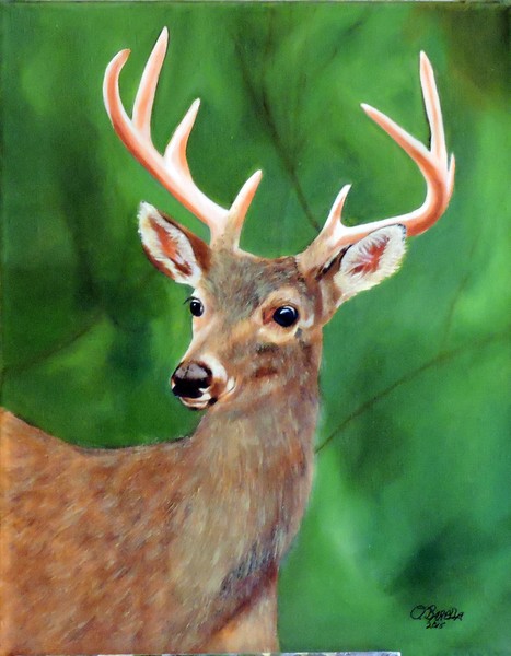 Five Point Buck Portrait