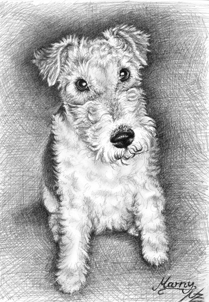 Foxterrier