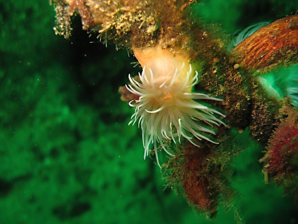 beautiful anenome