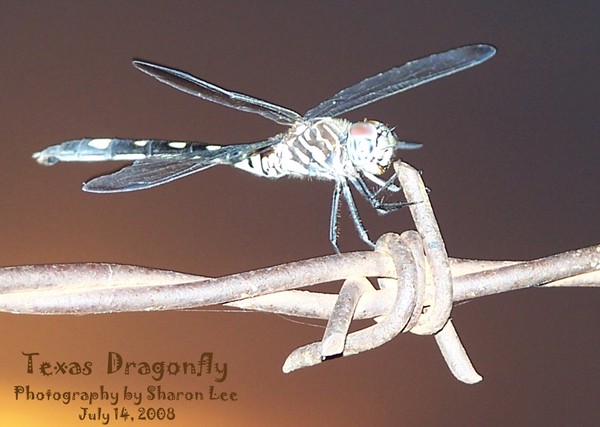 Smiling Texas Dragon Fly