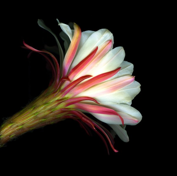 Cactus Flower