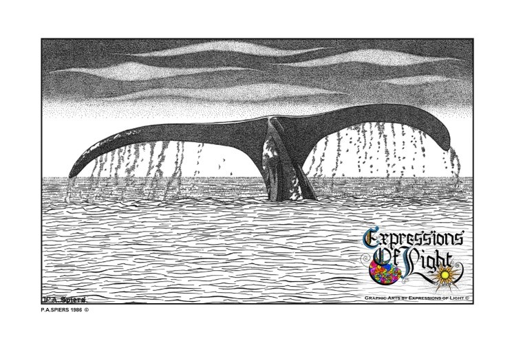 ExpoLight-Graphic-Arts-Whale's-Tail-1986-0001 (Pen-&-Ink-Mono-SP)