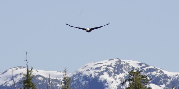 American Bald Eagle in Alaska  