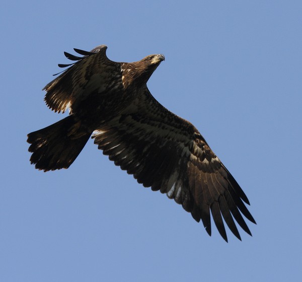 Immature Bald Eagle