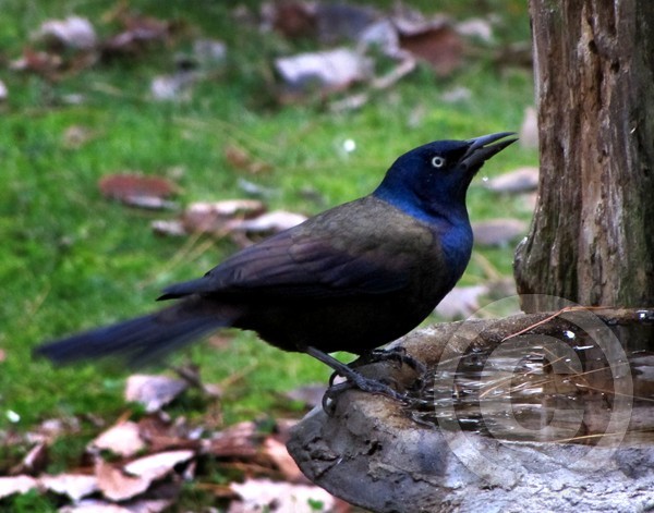Common Grackle with uncommon colors!