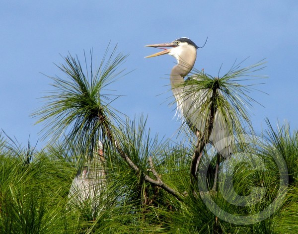 Great Blue Heron Courtship Song!