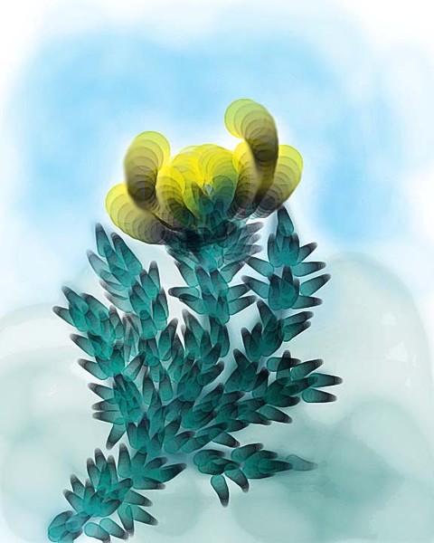 DIGITAL PAINTING YELLOW FLOWER