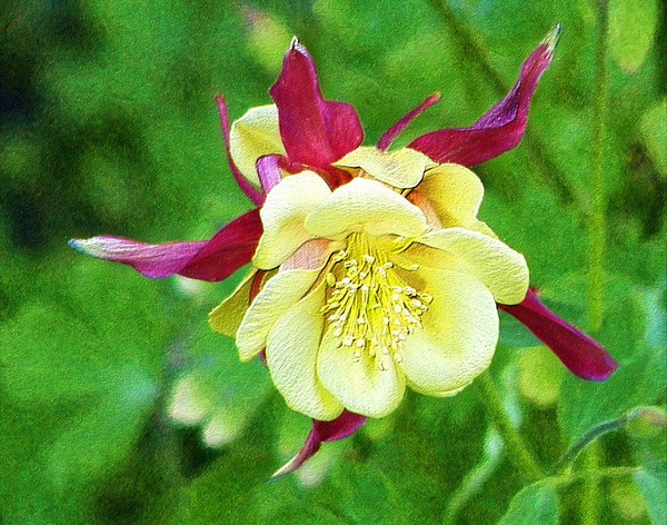 Columbine