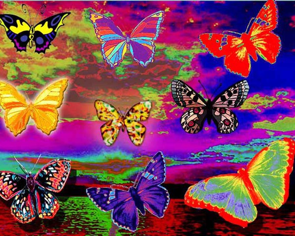 Butterflies