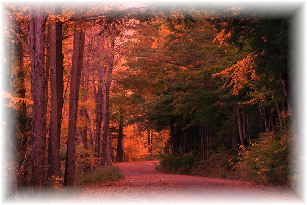 Evening Stroll