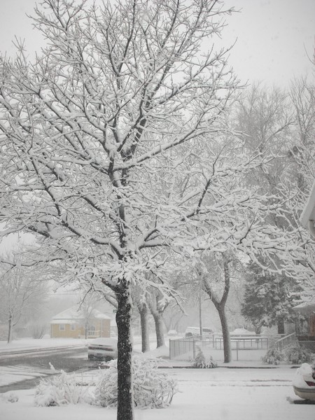 Brrrr Oak Tree