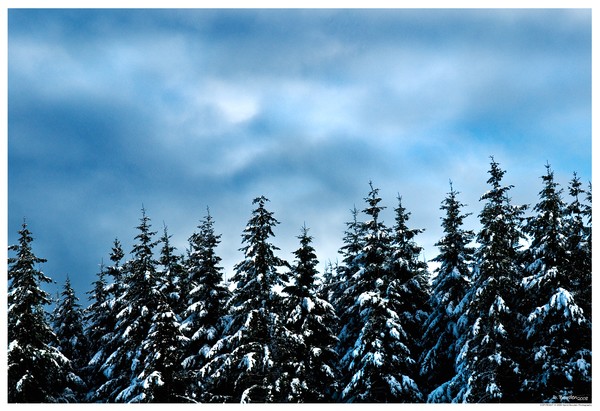 Snow Trees