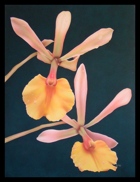 Orchids 1