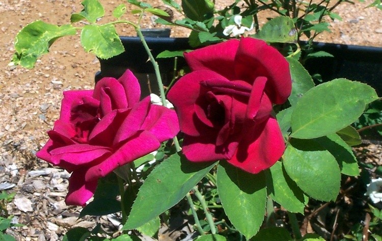 Contrasting Reds