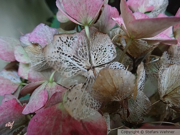 lace made by nature